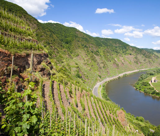 Vines planted on slopes along the Mosel River in Germany